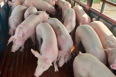 Giá heo hơi hôm nay 15/7: Miền Bắc và miền Trung đồng loạt giữ giá đi ngang, vùng giá dao động từ 62.000 - 67.000 đồng/kg
