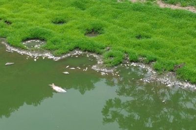 Làm rõ nguyên nhân cá chết trắng hồ