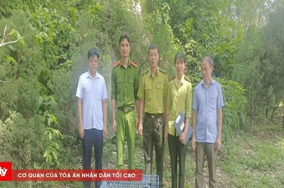 Phát hiện khỉ hoang đi lạc, chủ động bàn giao cơ quan chức năng