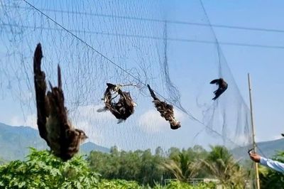 Ngành yến 600 triệu USD trước nguy cơ mất 'mỏ vàng' vì nạn săn bắt và hàng giả