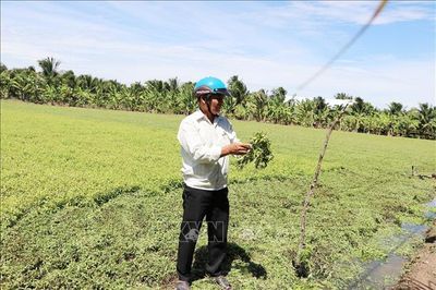 Liên quan hoa màu tại Đồng Tháp bị vàng lá: Ước thiệt hại khoảng 20 tỷ đồng