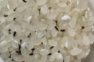 Mọt gạo sẽ 'biến mất' nếu bạn đặt thứ này vào thùng gạo