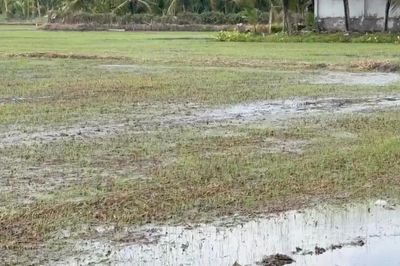 Đồng Tháp khẩn trương khắc phục thiệt hại trên rau màu
