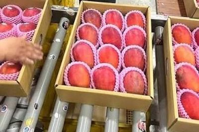 Vùng lãnh thổ Đài Loan (Trung Quốc) lần đầu tiên xuất khẩu xoài cao cấp sang châu Âu