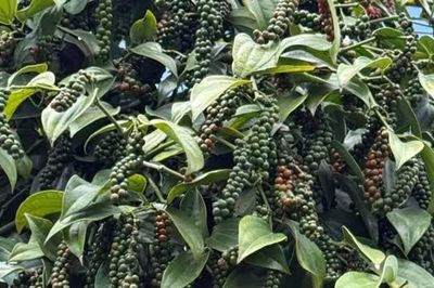 Giá tiêu hôm nay 15/7: Tăng tới 3.000 đồng/kg, nhiều khu vực trở lại mốc 140.000 đồng