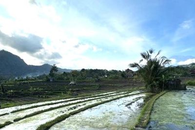 Khủng hoảng nguồn nước ở Bali