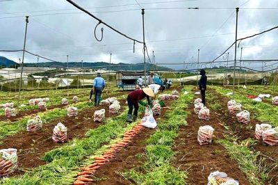 Kiểm soát đồng bộ dư lượng thuốc bảo vệ thực vật