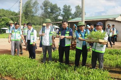 Phát triển gỗ rừng trồng: Hướng tới chuỗi giá trị bền vững