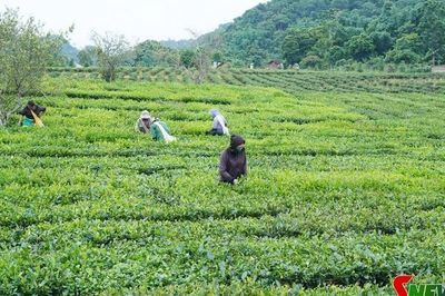 Quy hoạch tạo không gian phát triển bền vững ở Bình Thuận