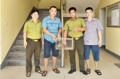 Phát hiện rùa núi vàng, người dân báo tin cho cơ quan chức năng