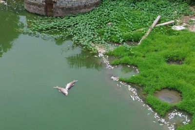Cá chết trắng hồ Đồng Nững, nghi vấn nước thải từ trang trại chăn nuôi lợn