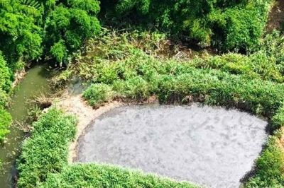 Trại chăn nuôi Long Nhân bị phạt 160 triệu đồng vì xả nước thải vượt quy chuẩn