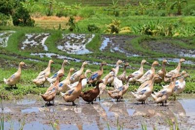 EU điều tra chống bán phá giá thịt vịt Trung Quốc