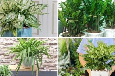 Tuổi Tuất muốn đổi vận, hãy trồng ngay loại cây này