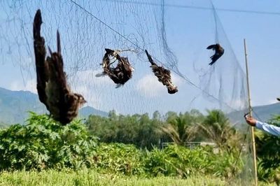 Phát hiện hàng trăm vụ săn bắt loài chim tạo ra đặc sản quý
