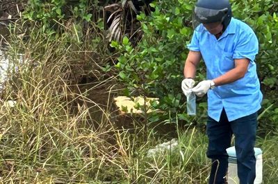 Thông tin mới vụ cá chết bất thường trên các sông ở Quảng Trị