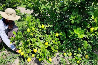 Giá chanh giảm sâu, hành lá tăng mạnh