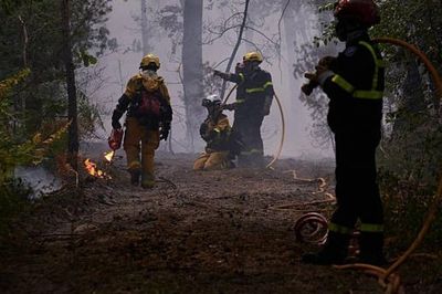 Pháp phát động chiến dịch trồng lại rừng Fontainebleau sau hỏa hoạn