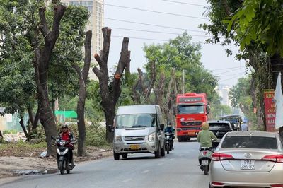 Hà Nội chặt hạ hàng cây cổ thụ, chuẩn bị mở rộng đường nghìn tỷ