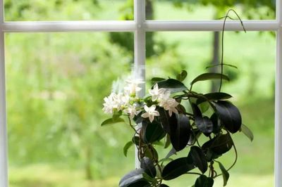 4 loại cây giúp phòng ngủ trong lành, góp phần mang đến giấc ngủ ngon