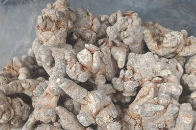 Tam thất bổ máu nhưng 2 nhóm người cần thận trọng