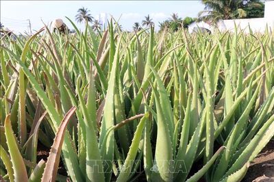 Từ cây trồng vùng hạn đến sản phẩm vươn ra thế giới