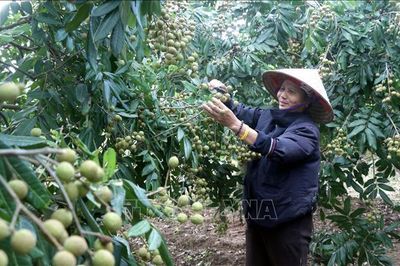 Vượt bất lợi thời tiết, nhãn lồng Hưng Yên khẳng định thương hiệu
