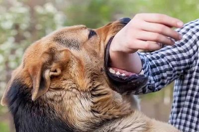 Chủ quan sau vết cắn của chó, người đàn ông 45 tuổi tử vong