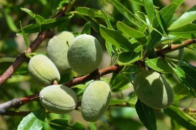 Loại hạt thuộc nhóm 'tốt nhất thế giới', ở Việt Nam trồng bạt ngàn