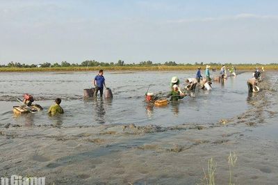 Sức bật từ vùng U Minh Thượng