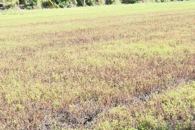 Ô nhiễm nguồn nước gây thiệt hại 319 hecta rau màu tại Đồng Tháp