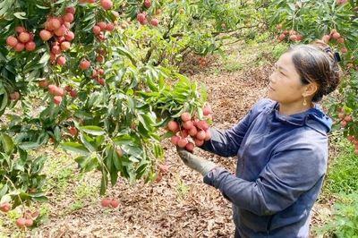 Chỉ dẫn địa lý 'Vải thiều Lục Ngạn' còn hiệu lực bảo hộ tại 3 vùng lãnh thổ