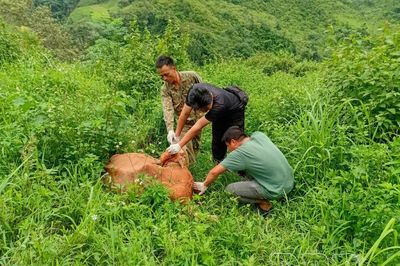 Khoanh vùng, khống chế bệnh viêm da nổi cục trên bò