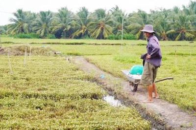 Nghiên cứu phương án hỗ trợ cho nông dân có diện tích cây trồng bị thiệt hại