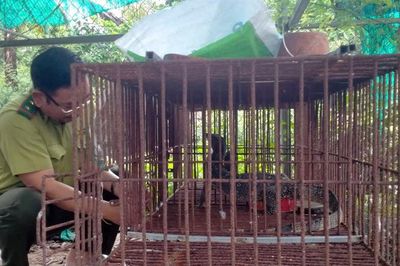 Người dân xã Tuyên Quang giao nộp một cá thể kỳ đà hoa quý hiếm