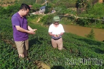Phát triển kinh tế tập thể ở Minh Đài