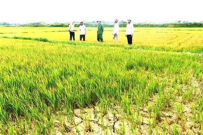 Nỗ lực chống hạn cho cây lúa