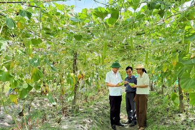 Triển vọng từ mô hình trồng bầu trên đất cát