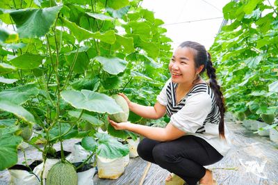 Công nghệ cao 'ươm ngọt' những mùa dưa