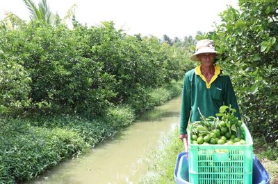 Cởi trói chính sách đất đai: Bệ đỡ để HTX dẫn dắt nông nghiệp quy mô lớn