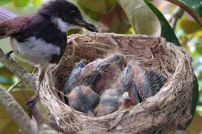 Tổ chim thường hướng lên trời, vậy nếu trời mưa bão thì sao: Hóa ra chúng rất thông minh