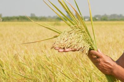 Giá lúa gạo hôm nay 16/7: Lúa ổn định, gạo thơm Jasmine ở chợ giảm