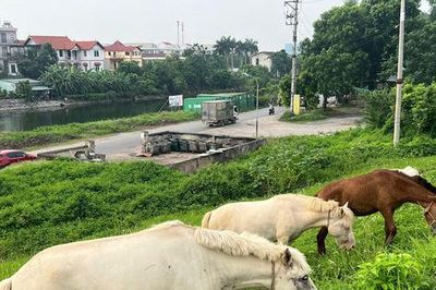 Điểm sáng xóa bỏ 'điểm nghẽn' rác thải thành những tuyến đường hoa