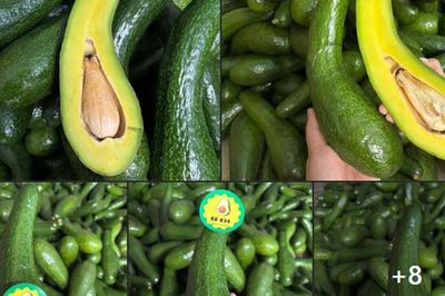 Tiểu thương chia sẻ những loại bơ vừa ngon vừa bổ, giá cả lại phải chăng đang được người tiều dùng ưa chuộng