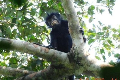 Phát hiện loài khỉ mới có môi màu cam hồng rực rỡ, ẩn sâu giữa lõi rừng Congo