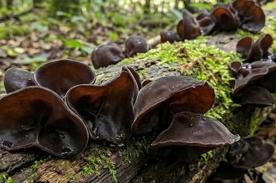 Những ai không nên ăn mộc nhĩ đen?