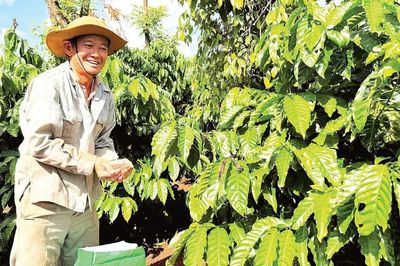 Tận dụng cơ hội xuất khẩu cà-phê