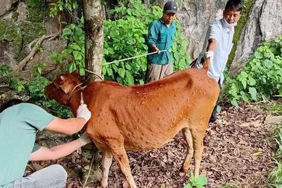Điện Biên: Khẩn trương khống chế bệnh viêm da nổi cục trên bò