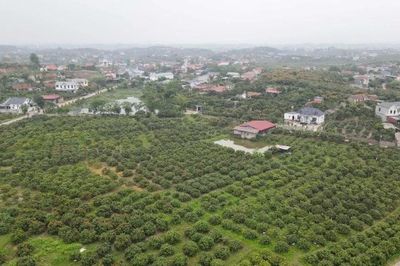 Bắc Ninh: Bình chọn 15 vườn vải đẹp năm 2026