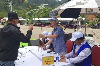 Đà Nẵng mở lễ hội Sâm Ngọc Linh và Dược liệu quốc tế